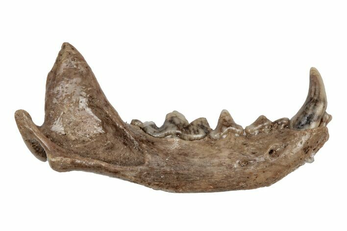 Lower Pleistocene Ferret (Martellictis?) Jaw - France #218726